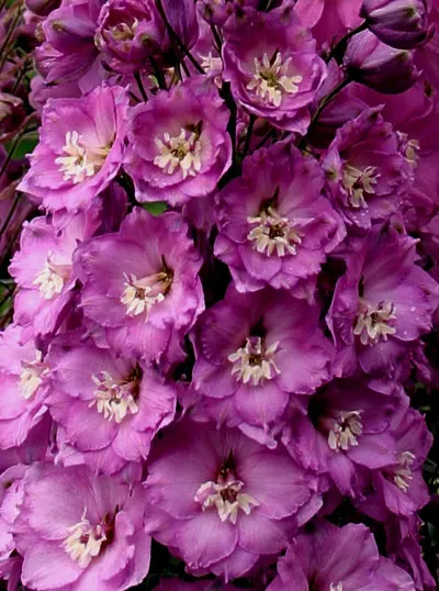 Delphinium elatum BPI2003