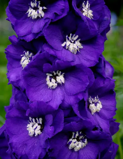 Delphinium elatum BPU3001