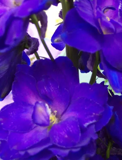 Delphinium elatum BPU3002