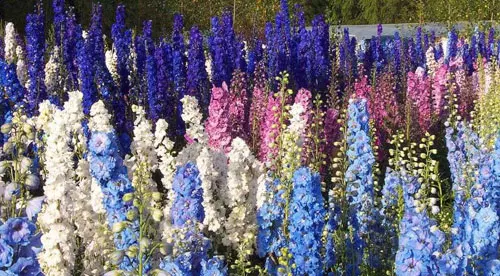 Delphinium elatum mixed