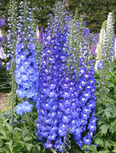 Delphinium elatum Royal Aspirations