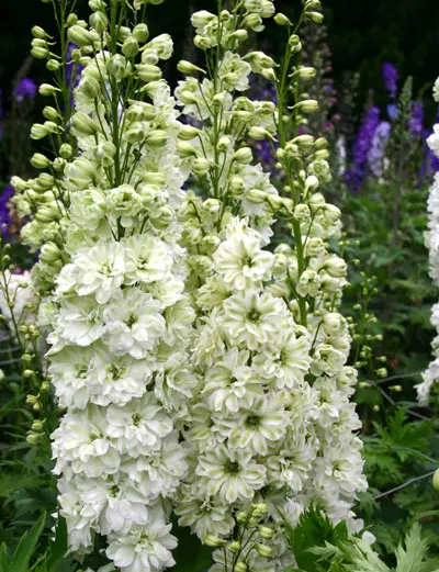Delphinium elatum Green Twist