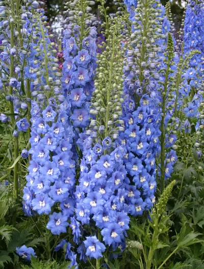 Delphinium elatum Sunny Skies