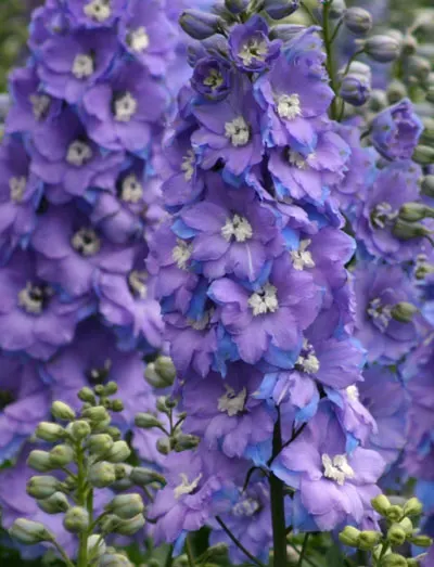 Delphinium elatum Morning Lights
