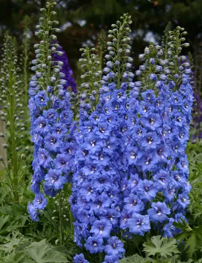 Delphinium elatum Blue Lace