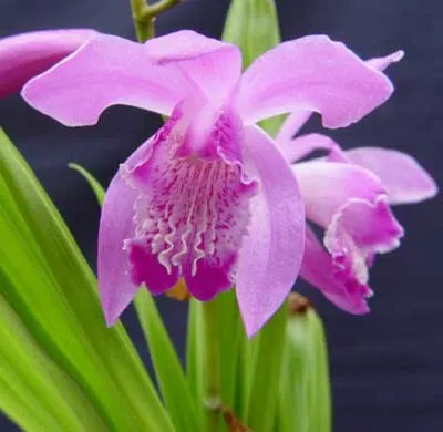 Bletilla striata