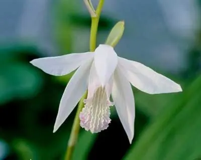 Bletilla striata alba