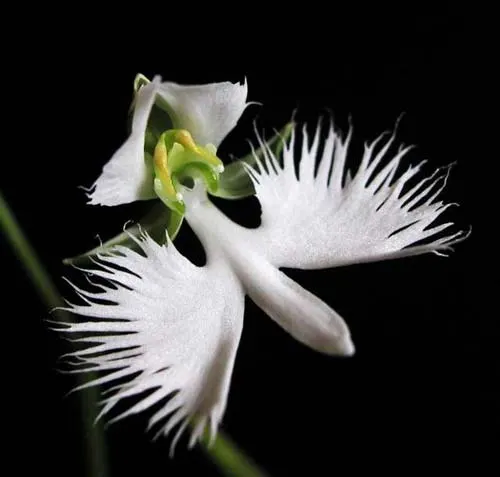 Habenaria radiata