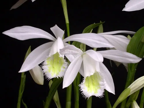 Pleione formosana 'Snowcap'