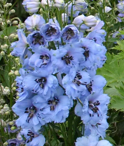 Delphinium elatum Moonlight Blues