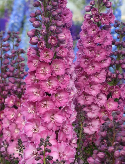 Delphinium elatum Sweethearts