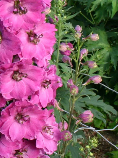 Delphinium elatum Pink Punch