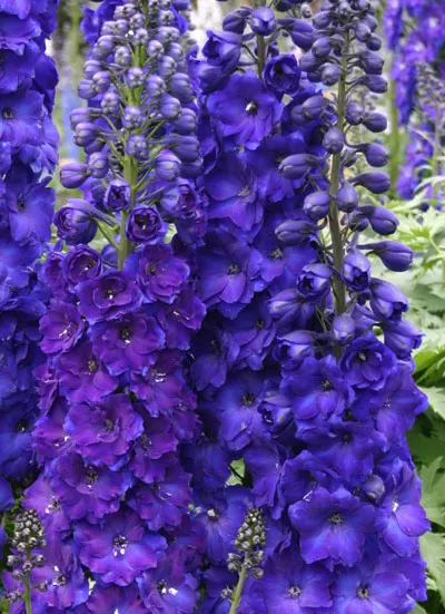 Delphinium elatum Pagan Purples