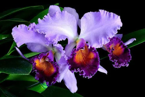 Laeliocattleya Dinard 'Blue Heaven'