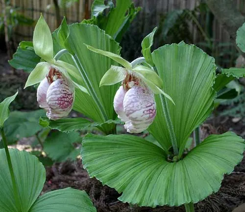 Cypripedium japonicum