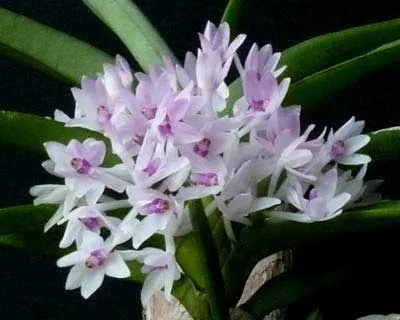 Ascocentrum pusillum