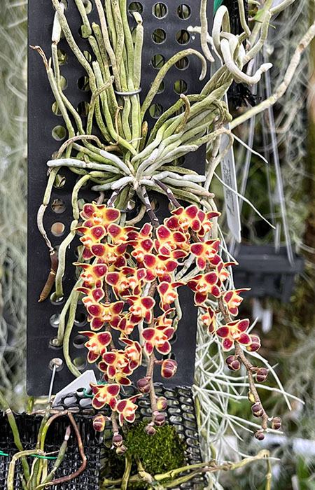 Chiloschista lunifera