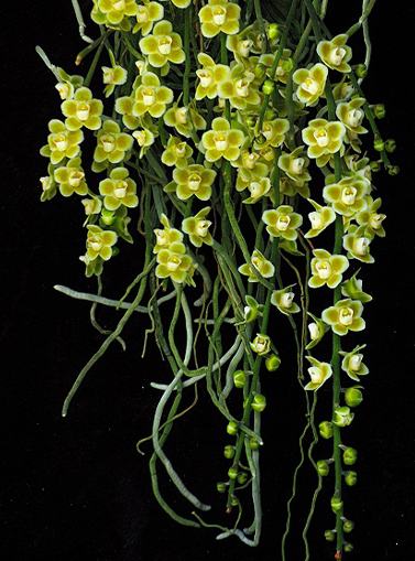 Chiloschista viridiflava