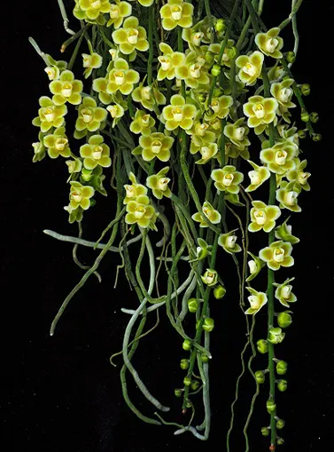 Chiloschista viridiflava