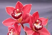 Cymbidium Bob Marlin 'Lucky'