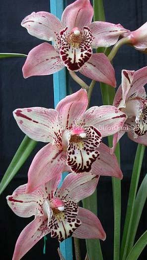 Cymbidium Everett Stockstill 'Bulai'