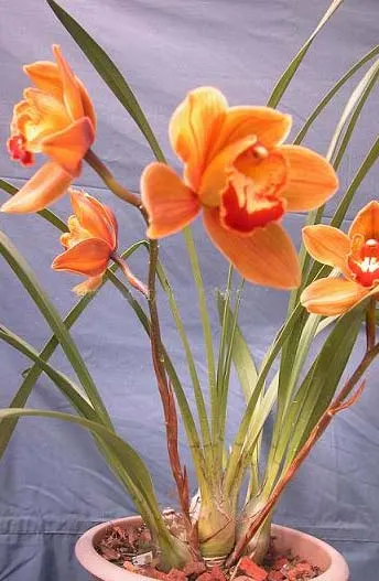 Cymbidium Hazel Fay 'Tangerine'