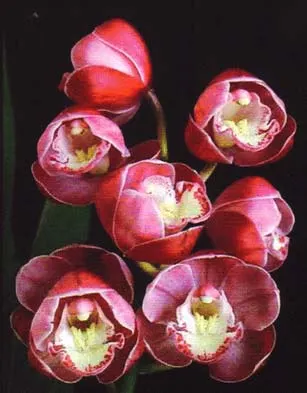 Cymbidium Lucky Gloria 'Chusanne'