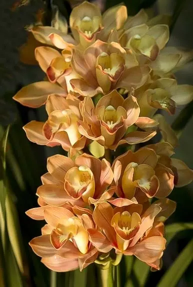 Cymbidium Pierette 'Milk Tea'