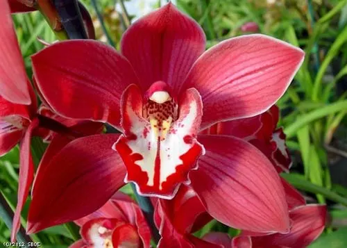 Cymbidium Red Beauty 'Evening Star'