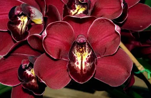 Cymbidium Supernova 'Redhead'