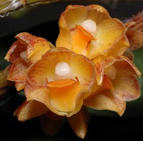 Dendrobium alterum