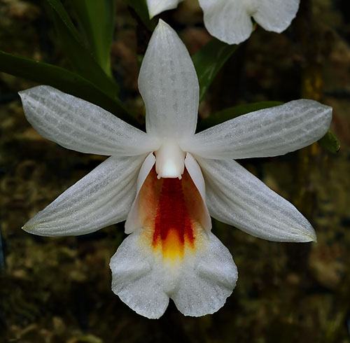 Dendrobium christyanum