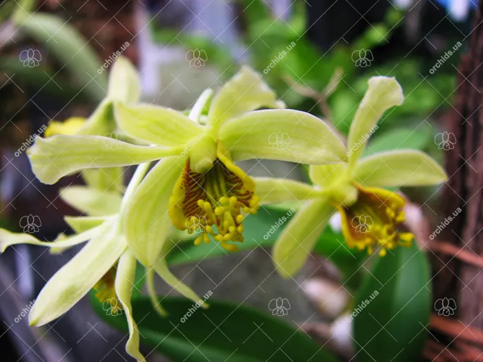 Dendrobium delacourii