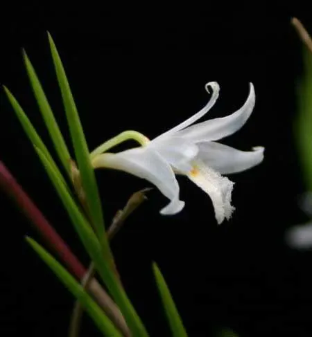 Dendrobium exile