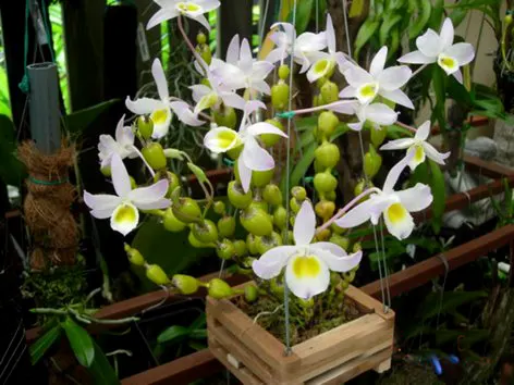 Dendrobium findlayanum