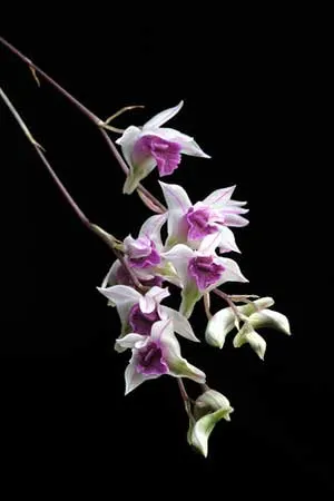 Dendrobium garrettii