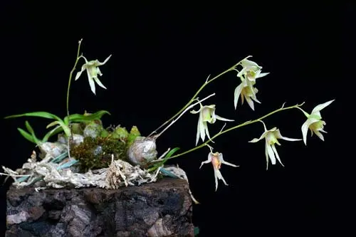 Dendrobium gregulus