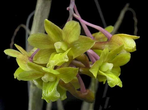 Dendrobium ionopus