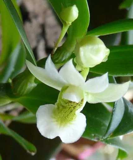 Dendrobium oligophyllum