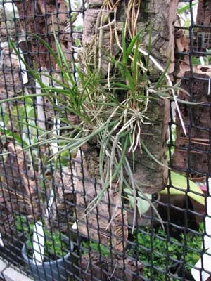 Dendrobium pachyglossum