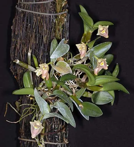 Dendrobium pachyphyllum