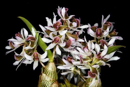 Dendrobium peguanum