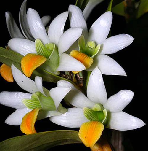 Dendrobium scabrilingue