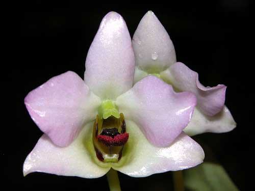 Dendrobium trantuanii