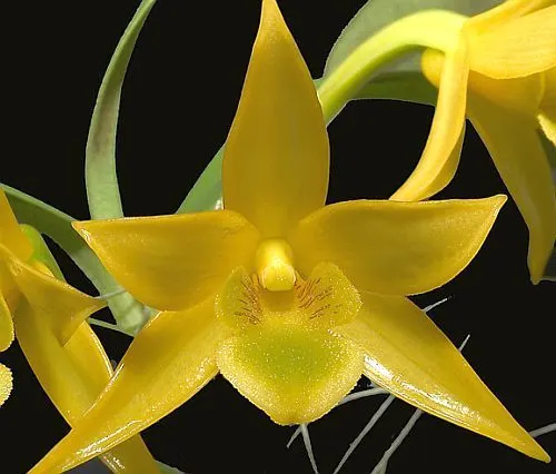 Dendrobium trigonopus