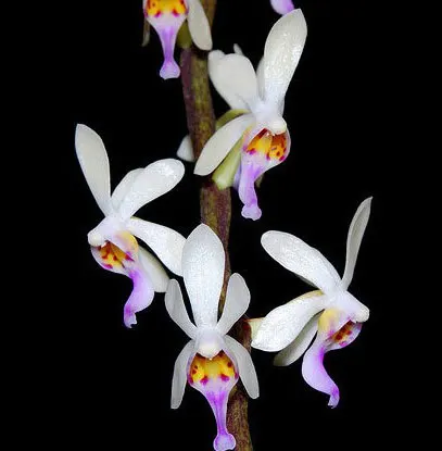 Diploprora truncata