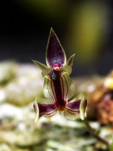 Drymoda siamensis