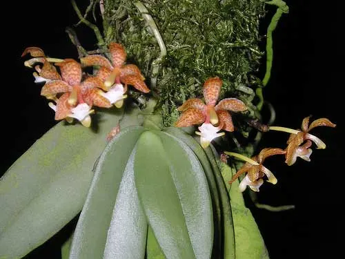 Grosourdya appendiculata