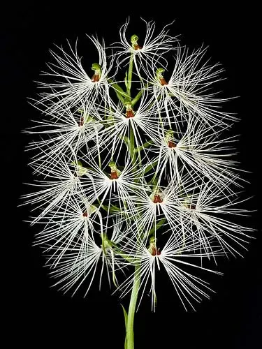 Habenaria myriotricha