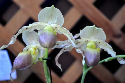 Paphiopedilum (Avalon Mist x pineapple Thai papilio) x philippinense